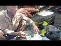 MEMASAK IKAN BUNTAL SANGAT LEZAT ! BEGINI CARA MENGOLAHNYA