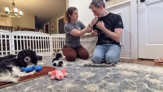 Cavalier Puppy Livestream: Puppies Receive their First Shots!