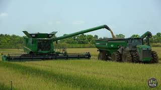 Harvesting Rice in South Louisiana