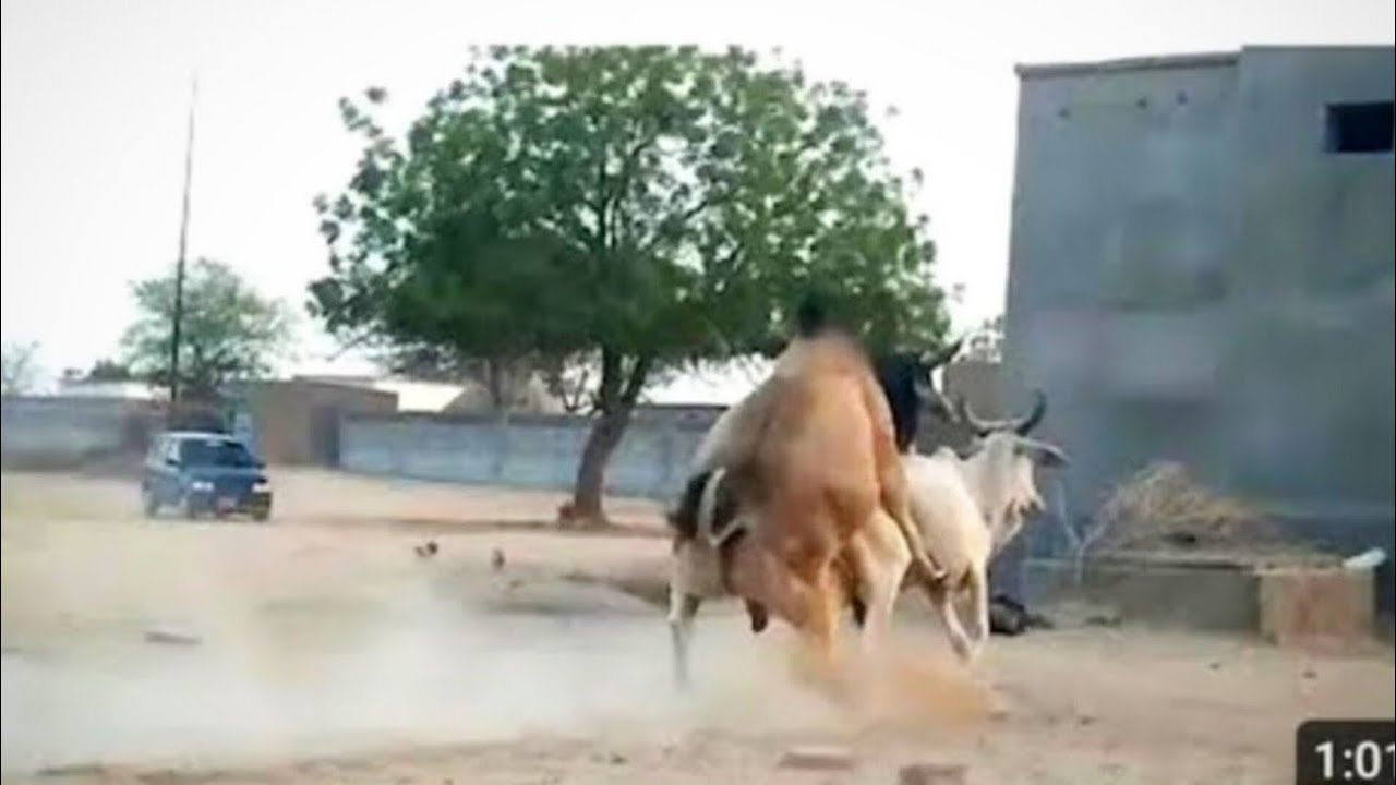 Cows🐮and Bulls Are in Thar Desert🌵Domestic Animal Cows