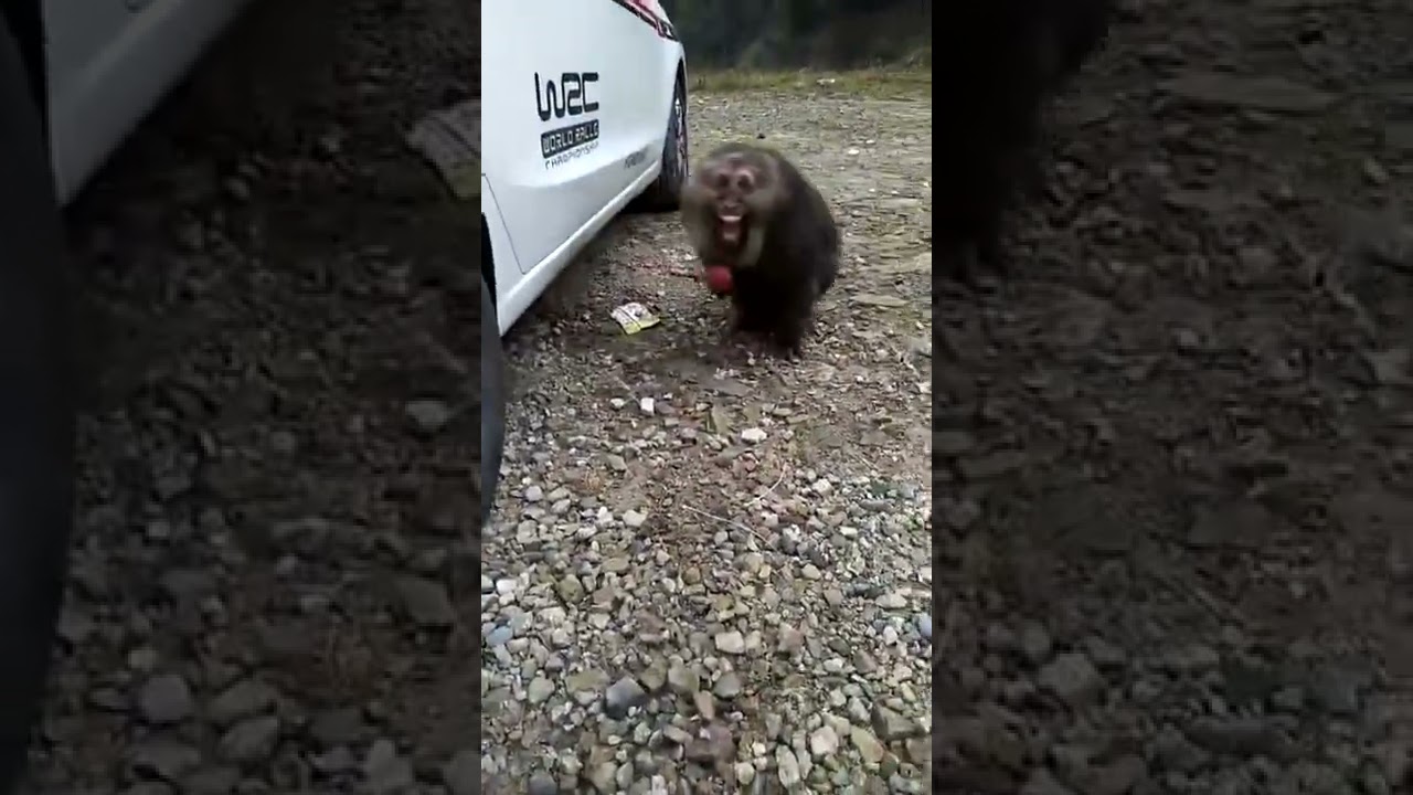 Happy Monkey Eating Apple