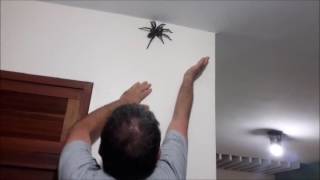 Grosse araignée dans la maison