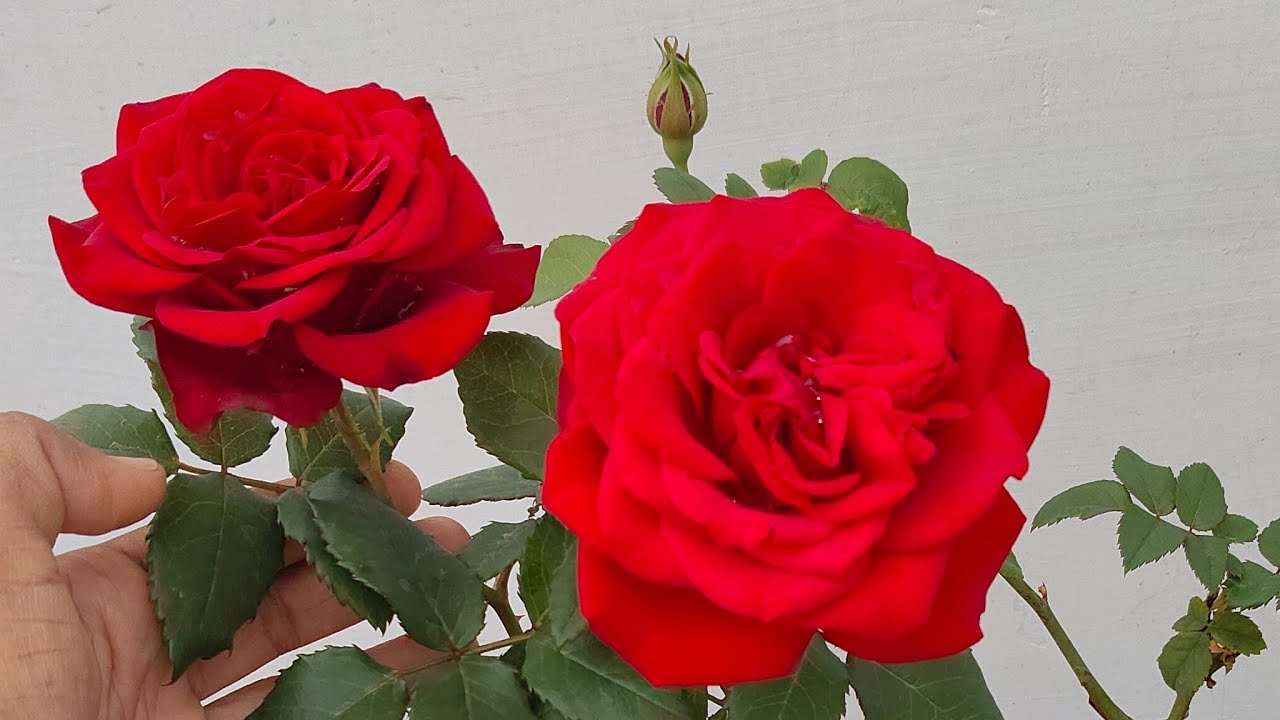 नमस्कार दोस्तों, मेरे नाइट लाइव में आपका स्वागत है। कृपया समर्थन करें।  support💅#like #share#