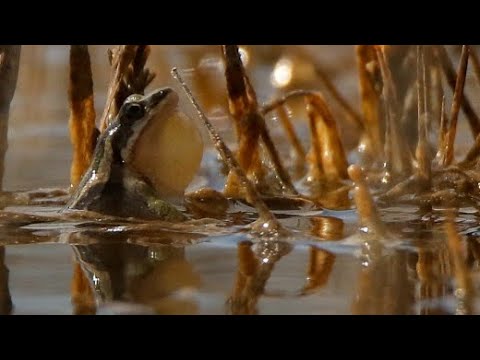 A Pond Full of Western Chorus Frogs Calling