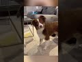 Dog Freaks out at his Favorite Words