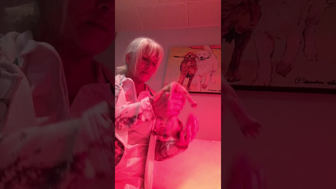 Biosensor on puppies days 1–16