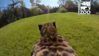 GoPro View of Cheetah Run  Cincinnati Zoo