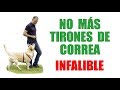 Enséñale a NO TIRAR de la CORREA en 5 minutos (METODO INFALIBLE)