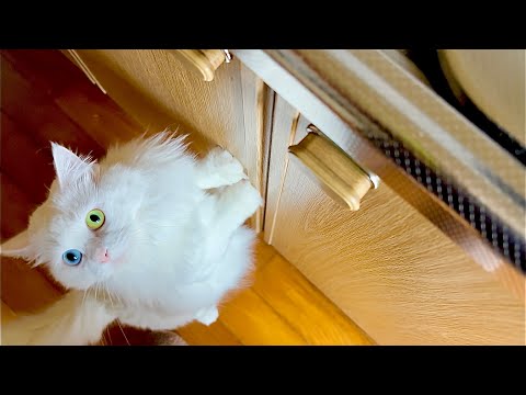 ニャンちゃん ニャンちゃんライフ - YouTube