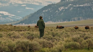 Let it Be Wild | Bison Conservation in Yellowstone