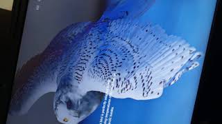 Microsoft white owl wallpaper beauty