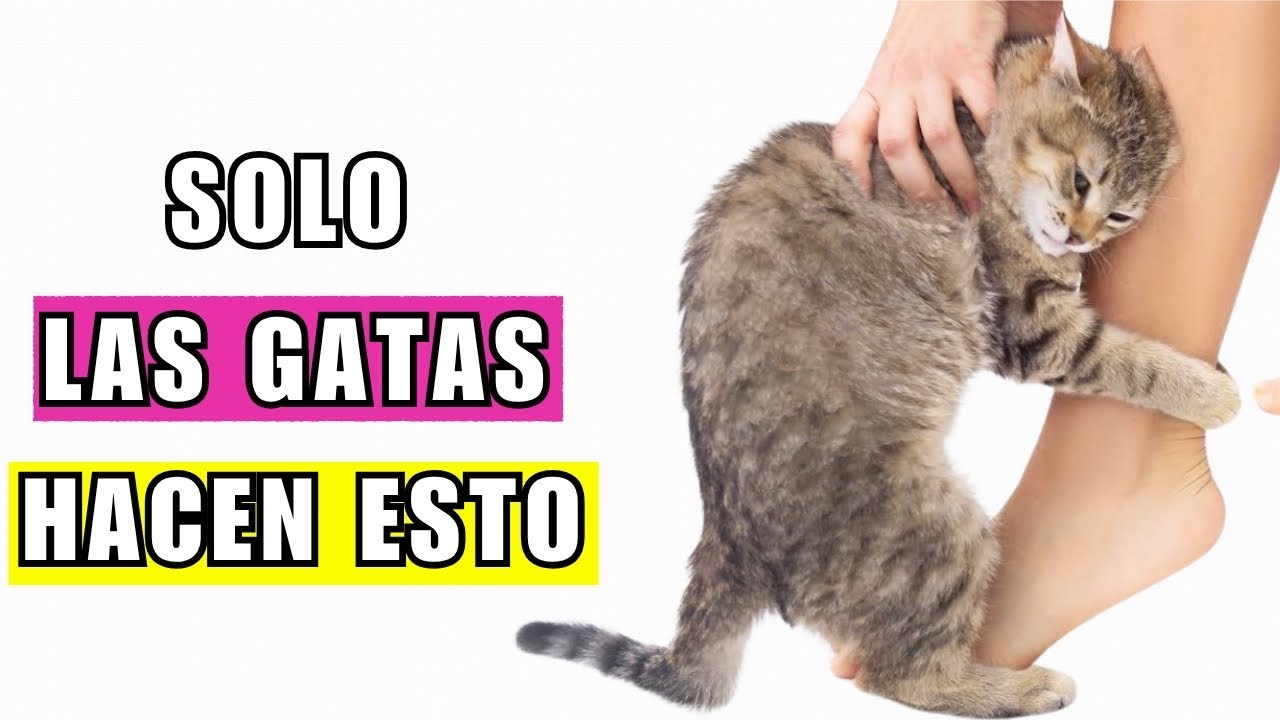 15 cosas súper extrañas que solo las gatas hacen por sus humanos