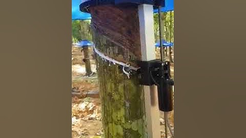 Automatic Rubber Tapping
