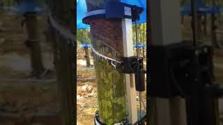 Automatic Rubber Tapping