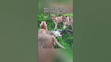Львы поймали леопарда. Неравная схватка. Интересный момент