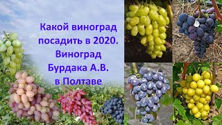 Какой виноград посадить в 2020 Виноград Бурдака А В в Полтаве - YouTube