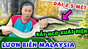 Nhặt Được Lươn Biển Malaysia Dài Hơn 1 Mét Trong Thùng Rác - Thạc Đức TV