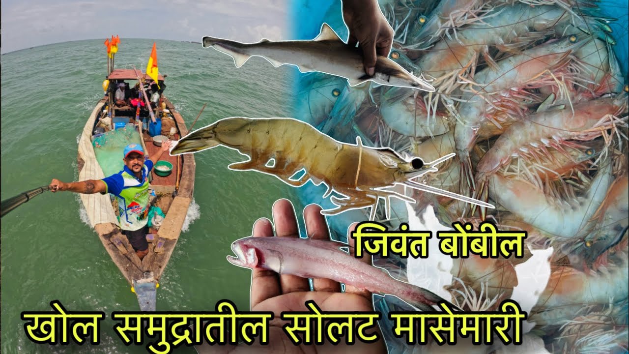 खवळलेल्या समुद्रात केली मोठ्या कोळंबी ची फिशिंग. tiger prawns fishing #fishing #seafishing 