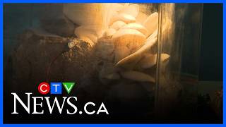 Arcadia Earth exhibition for Earth Day