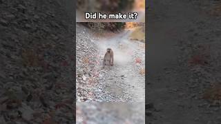 Man Faces Terrifying Cougar Attack After Finding Its Cub 🐆 #wildlife #funny #cute Man Faces Terrifying Cougar Attack After Finding Its Cub 🐆 #wildlife #funny #cute