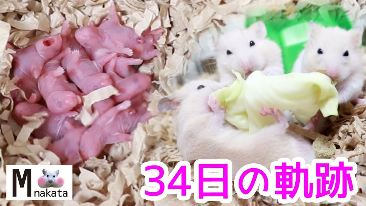 キンクマハムスターの赤ちゃん生後0日から34日までの記録 Hamster Baby햄스터 가 아기를 낳았다可愛い癒し Youtube