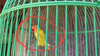 Maenin Burung Love Bird Dulu Ah... 😎 screenshot 5
