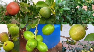 700 சதுர அடி மொட்டை மாடியில் 23 வகை பழ செடிகள் | Fruit Terrace Garden in Tamil Mottai Maadi Thottam