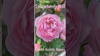 Strawberry Hill #davidaustinroses #กุหลาบ #rose #กุหลาบอังกฤษ Dream Roses GardenUSAzone5b #flowers