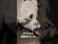 #さくらタン #ダイエット #ヤバい #でも #ぷくぷくかわいい💞