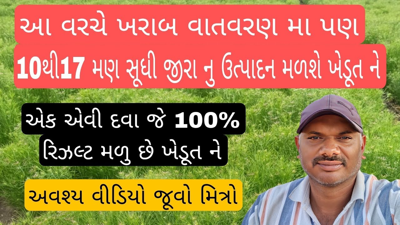 10થિ17 મણ સૂધી જીરા નુ ઉત્પાદન મળશે જે ખેડુતે આ દવા નો ઉપયોગ કરો છે 