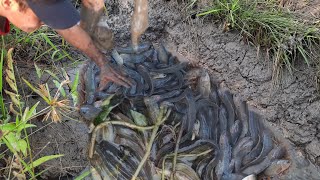 Ruộng khô cá rô, cá lóc rút xuống những vũng cạn. | Bông lúa Miền Tây