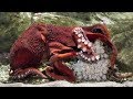 Amazing Mommy Octopus Has Thousands Of Babies- Wild Animal Giving Birth