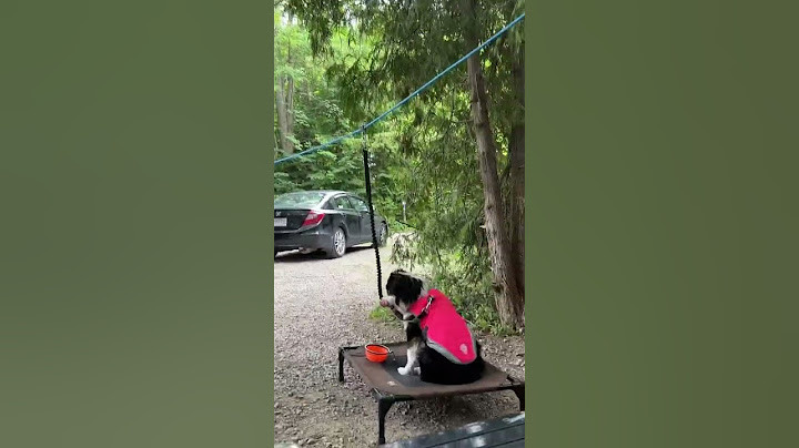 Best camping dog accessorie we bought