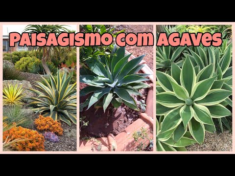 Vídeo: Agave - Planta Do Deserto
