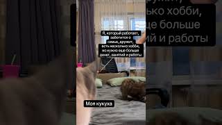 Если и крутиться, то только в свое удовольствие! #cat #cats #кошки #humor#юмор#работа#саморазвитие