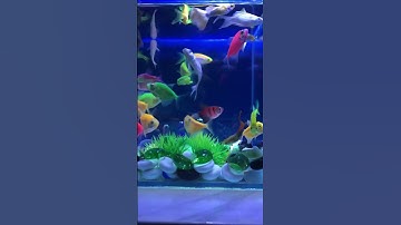 Fish / Cá Vàng Bơi/ Cá Cánh Buồm #concá #cácảnh #bethuysinh