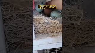 Eggnaping, Eggcetera #shorts