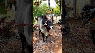 😍 இவ்வளவு அழகான காங்கேயம் காளைகளை பார்த்திருக்கீங்களா? | திமில் 2026 💥❤️‍🔥
