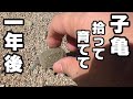 【天然石のカメ水槽】川で拾ったイシガメ！ 一年後！＆ 水槽メンテナンス