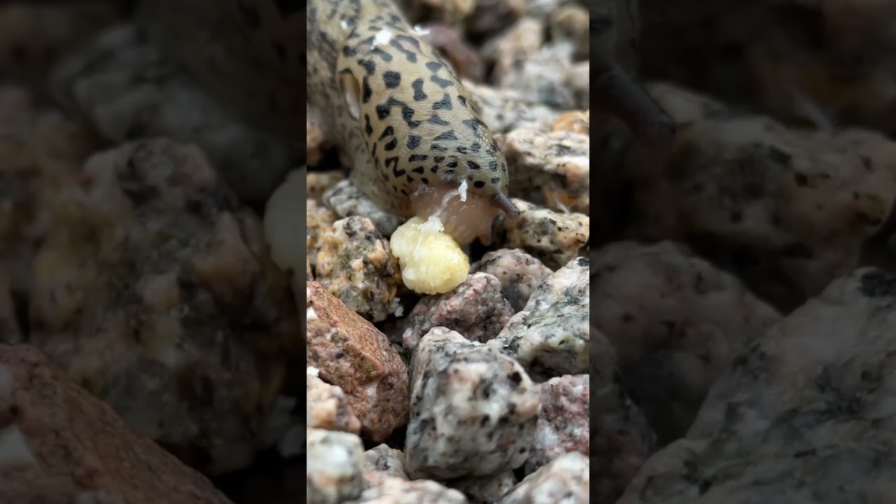 Gefrässige Leopardschnecke