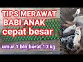 Tips Merawat BABI ANAK agar cepat besar. Umur 1 bulan berat 10 kg #anakbabi  #indomor_farm