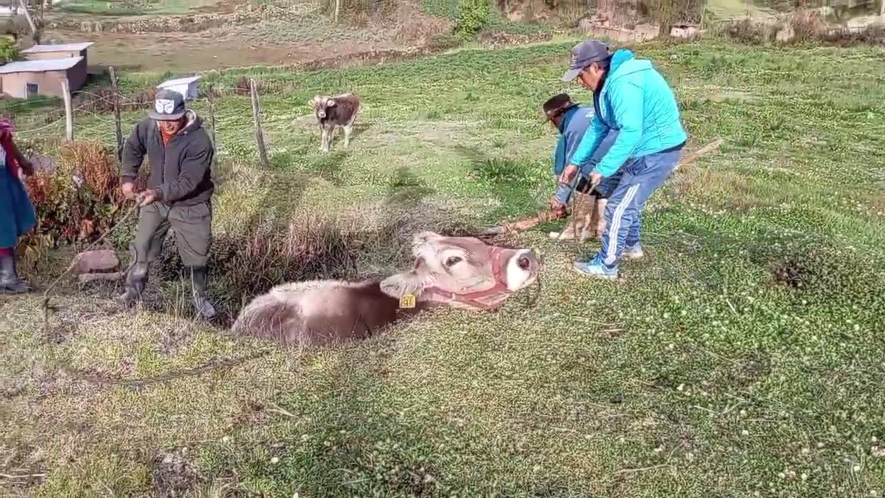 Ayudando a sacar vaca que cayó en poso
