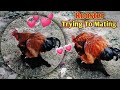 Big Rooster Trying to Mating But 🧐|| Lovely Rooster Mating 💗