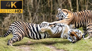 Wild Animal Sounds: Horse, Cow, Duck, Dog, Hen, Cat, Elephant | Animal Moments