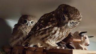 Two little owls from different districts are buzzing! Owl Luchik and owl Yuinya