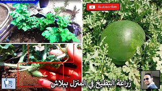 اسرار نجاح زراعة البطيخ - الحبحب - في المنزل - من بذور بطيخة في الثلاجة - الجزء الاول