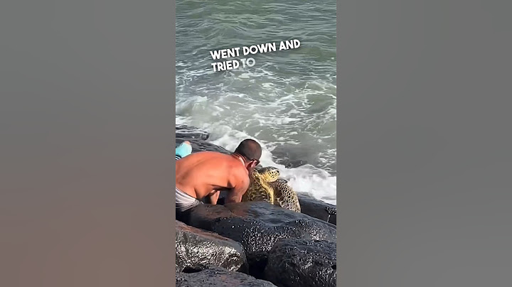 This man saved a turtle stuck in the rocks 👏
