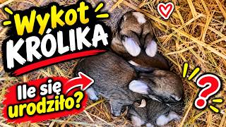 Bella's litter - checking the RABBIT nest