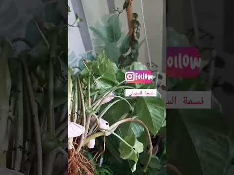 سبب ذبول نباتات نبات السنجونيوم او رجل البطة