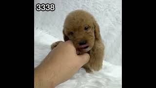 3338 red poodle